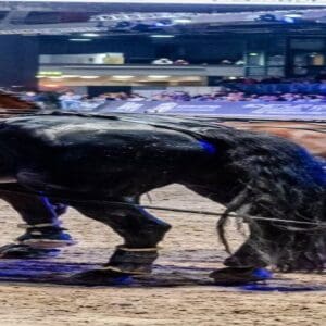 Arena Ticket | Chemnitzer Pferdenacht - Chemnitz Messe 08.11.2025 20:00 Uhr | 2025 11 08 Chemnitzer Pferdenacht 1x1 20251027103735