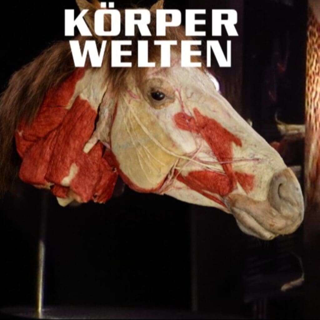 KÖRPERWELTEN der Tiere Tierausstellung Chemnitz Zeitfensterticket 24. Juli 2026 – 31. Januar 2027 10:00 Uhr - 18:00 Uhr Reservix 6 Arena Ticket | KÖRPERWELTEN der Tiere Tierausstellung Chemnitz Zeitfensterticket 24. Juli 2026 – 31. Januar 2027 10:00 Uhr - 18:00 Uhr Reservix | 2026 07 24 Koerperwelten der Tiere 1x1 20260810132947